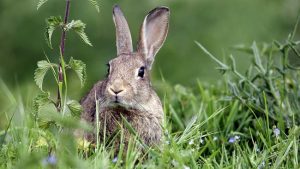 Pet warning as council lays rabbit bait