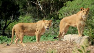 Cool cats settle in at Werribee Open Range Zoo