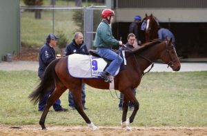 Gallery: Melbourne Cup horses at Werribee