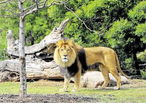 Peek into the lion’s den