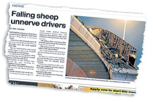 Driver fined after truck tips, sheep die