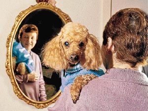 Pet fund puts Buffy on mend