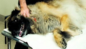 Call is out for Werribee canine blood donors