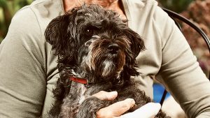 Point Cook dog attack prompts plea to keep pets under control