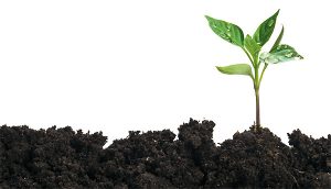 Thieves cause barbie snag at Kororoit Creek planting