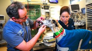 Extraordinary thank you gesture will save thousands of pets