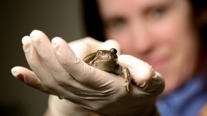 Tricky surgery for tiny growling grass frog at Werribee