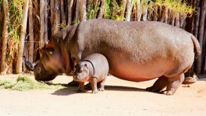 Meet Pansy, Werribee zoo’s baby hippo