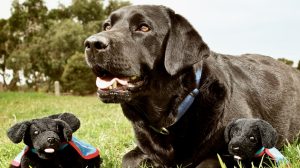 Dogged campaign for more Wyndham puppy-raisers