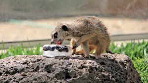 Mice on ice in the heat a treat for meerkats