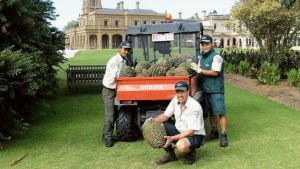 Heritage tree harvest has garden staff out on a limb