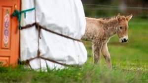 Przewalski’s little queen makes her mark at Werribee Zoo