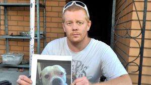 Dog-fighting ring worry as American bulldog stolen