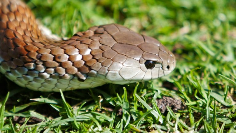 Backlash as council snake service gets the chop | Wyndham