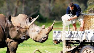 WERRIBEE ZOO: Buffet for the beasts