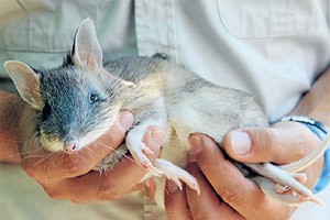 Bandicoots to benefit from helping hands