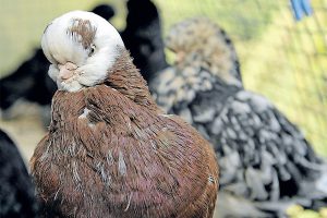 Waiting in the wings for comeback flight