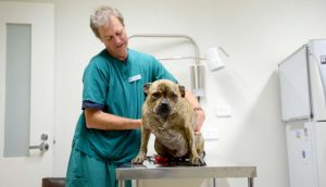 Melon’s bark no match for snake’s bite