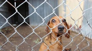 Illegal puppy farm stayed open despite reports to RSPCA, Wyndham council