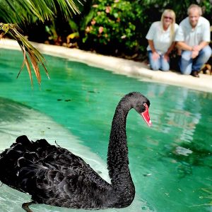 Impaled swan on mend