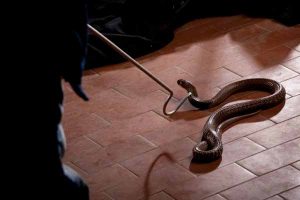 Residents petition to keep snake removal service.