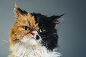 Compulsory desexing for newly registered cats