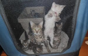 Kittens found at the Point Cook "kitten factory"