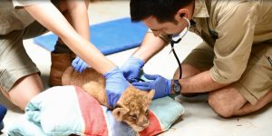 Lion cubs receive first check-up