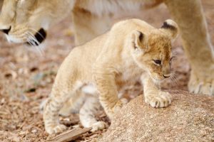 Lion cubs make their debut at Werribee Zoo