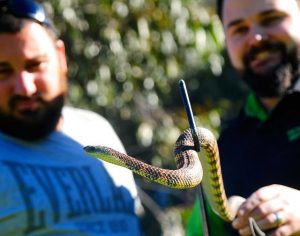 Snake service stays free