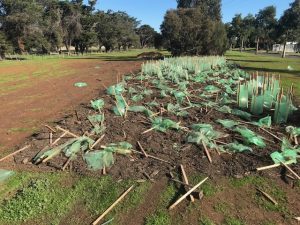 Destroyed trees bill tops $20,000