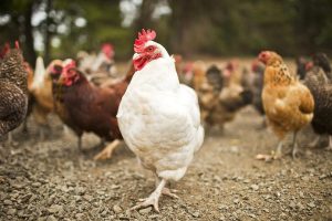 Residents cry fowl