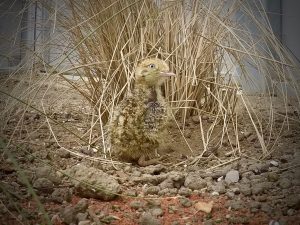 Australian bird takes a step back from extinction