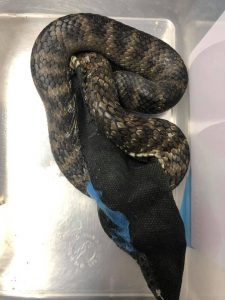 Snake rescued from sticky situation in Point Cook