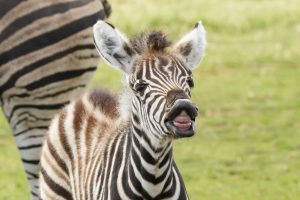 Zari the zebra makes her bold entrance