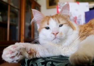 Valentine’s modeling career takes off