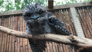 Bid to save wildlife rescue falls short