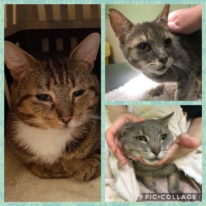 50 cats rescued from hoarder house