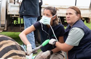 A healing tale for zebra