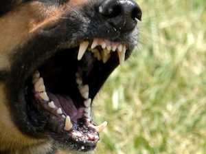 Hundreds of dog attacks reported