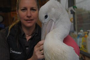 Vets adapt to new world