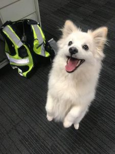 Stolen dog located