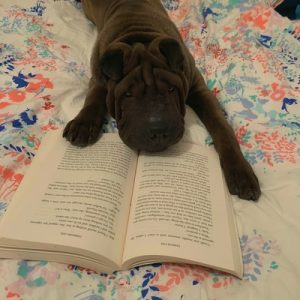 Pets in pandemic times