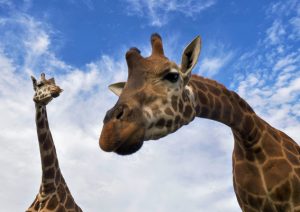 Business, but not as you know it