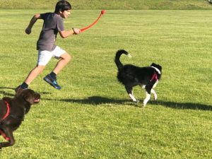 Dog park for Werribee
