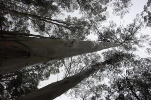 Threat to endangered ecosystem