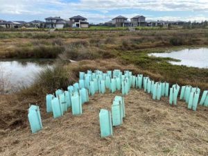 Planting blitz improves frog habitat