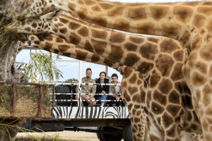 Sky safari plan for zoo