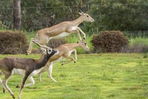 Play time at the zoo