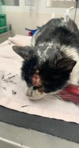 Suspected act of animal cruelty